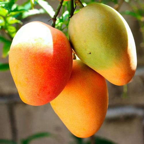 biggest fresh mangoes wholesaler in Kolkata